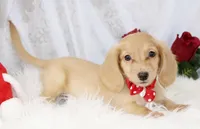 3686 Cream Male, a male Dachshund for sale in Houston, MO – Photo 3 of 7