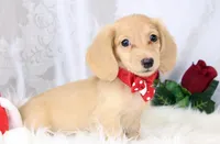 3686 Cream Male, a male Dachshund for sale in Houston, MO – Photo 4 of 7