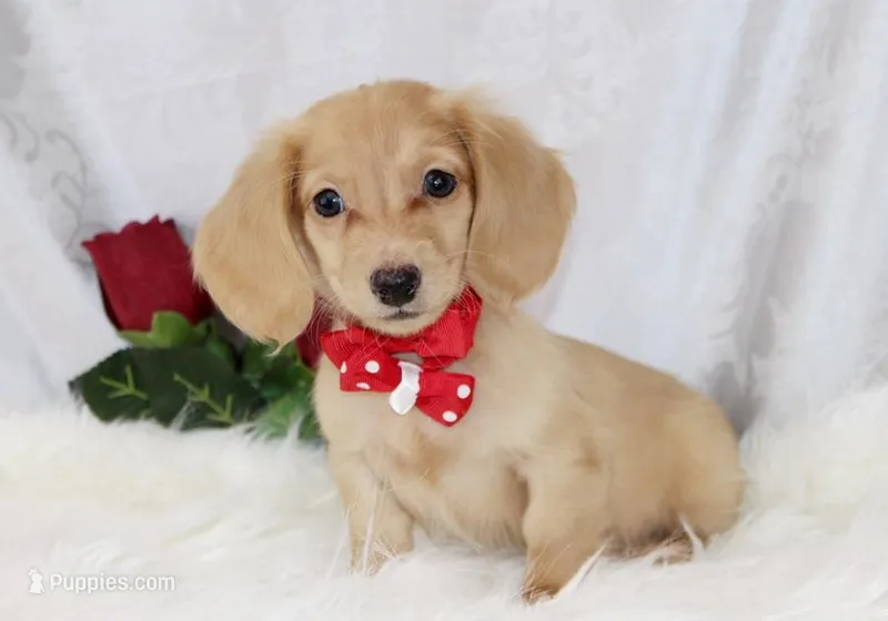 3686 Cream Male, a male Dachshund for sale in Houston, MO – Photo 1 of 7