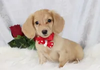3686 Cream Male, a male Dachshund for sale in Houston, MO – Photo 1 of 7