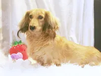 3686 Cream Male, a male Dachshund for sale in Houston, MO – Photo 7 of 7