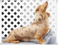 3686 Cream Male, a male Dachshund for sale in Houston, MO – Photo 6 of 7