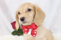 3686 Cream Male, a male Dachshund for sale in Houston, MO – Photo 2 of 7