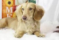 On HOLD, a male Miniature Dachshund for sale in Houston, MO – Photo 6 of 6