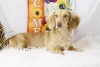 On HOLD, a male Miniature Dachshund for sale in Houston, MO – Photo 4 of 6