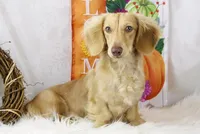 On HOLD, a male Miniature Dachshund for sale in Houston, MO – Photo 1 of 6