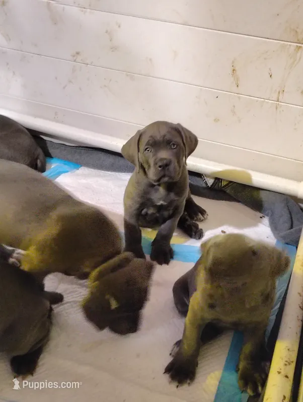 Bella (Lellow) – Cane Corso puppy for sale in Riverside, CA