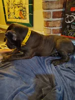 Bella (Lellow), a female Cane Corso for sale in Riverside, CA – 3 of 3