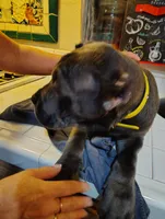 Bella (Lellow), a female Cane Corso for sale in Riverside, CA – 2 of 3