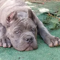 Violet, a female Cane Corso for sale in Mesa, AZ – Photo 5 of 9