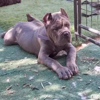 Violet, a female Cane Corso for sale in Mesa, AZ – Photo 6 of 9