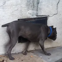 Violet, a female Cane Corso for sale in Mesa, AZ – Photo 3 of 9