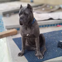 Violet, a female Cane Corso for sale in Mesa, AZ – Photo 1 of 9