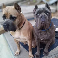 Violet, a female Cane Corso for sale in Mesa, AZ – Photo 4 of 9