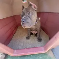 Violet, a female Cane Corso for sale in Mesa, AZ – Photo 8 of 9