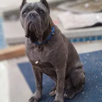 Violet, a female Cane Corso for sale in Mesa, AZ – Photo 2 of 9