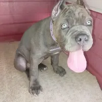 Violet, a female Cane Corso for sale in Mesa, AZ – Photo 9 of 9