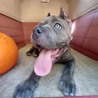 Violet, a female Cane Corso for sale in Mesa, AZ – Photo 7 of 9