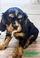 Ryder, a male Cavalier King Charles Spaniel for sale in Catlin, IL – Photo 3 of 3
