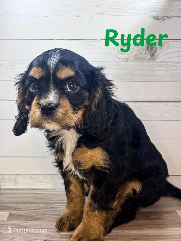 Ryder