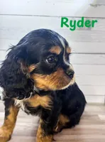Ryder, a male Cavalier King Charles Spaniel for sale in Catlin, IL – Photo 2 of 3