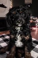 Sarge, a male Cavapoo for sale in Catlin, IL – Photo 1 of 4