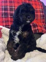 Sarge, a male Cavapoo for sale in Catlin, IL – Photo 4 of 4
