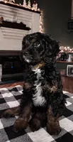 Sarge, a male Cavapoo for sale in Catlin, IL – Photo 2 of 4