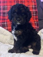 Sarge, a male Cavapoo for sale in Catlin, IL – Photo 3 of 4