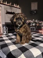Duke, a male Cavapoo for sale in Catlin, IL – Photo 4 of 4