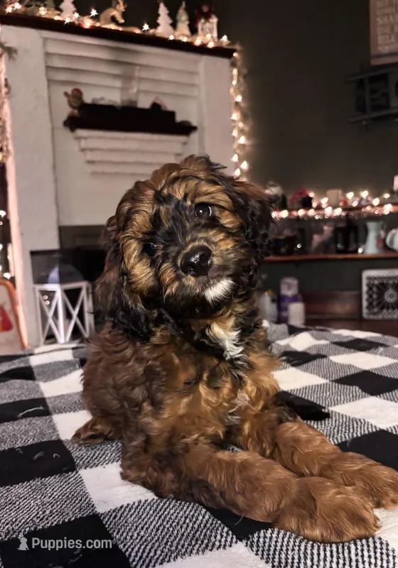 Duke, a male Cavapoo for sale in Catlin, IL – Photo 1 of 4