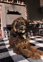 Duke, a male Cavapoo for sale in Catlin, IL – Photo 1 of 4