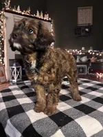 Duke, a male Cavapoo for sale in Catlin, IL – Photo 3 of 4