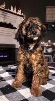 Duke, a male Cavapoo for sale in Catlin, IL – Photo 2 of 4