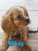 Mikey, a male Cavalier King Charles Spaniel for sale in Catlin, IL – Photo 2 of 2