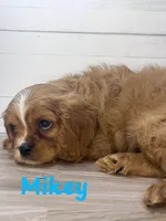 Mikey, a male Cavalier King Charles Spaniel for sale in Catlin, IL – Photo 1 of 2