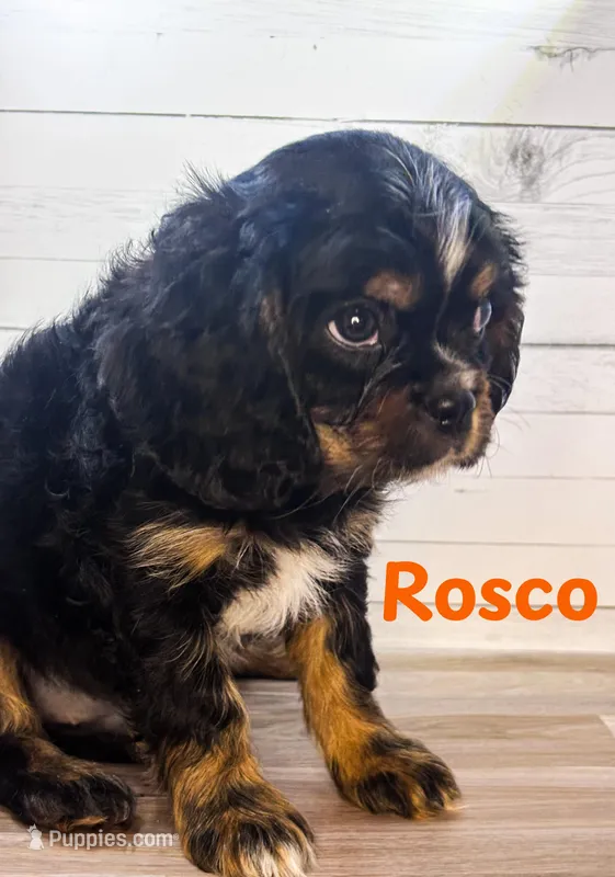 Rosco