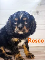 Rosco, a male Cavalier King Charles Spaniel for sale in Catlin, IL – Photo 3 of 3