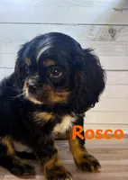 Rosco, a male Cavalier King Charles Spaniel for sale in Catlin, IL – Photo 2 of 3
