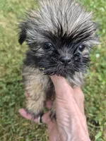 Girl 2, a female Shih Tzu for sale in Momence, IL – 2 of 6