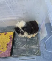 Ricky's boy 3, a male Pomeranian and Shih Tzu for sale in Momence, IL – 5 of 8