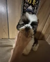DJ boy, a male Shih Tzu for sale in Momence, IL – 7 of 10