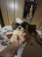 DJ girl, a female Shih Tzu for sale in Momence, IL – 6 of 10