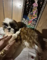 DJ girl, a female Shih Tzu for sale in Momence, IL – 8 of 10