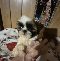 DJ girl, a female Shih Tzu for sale in Momence, IL – 5 of 10