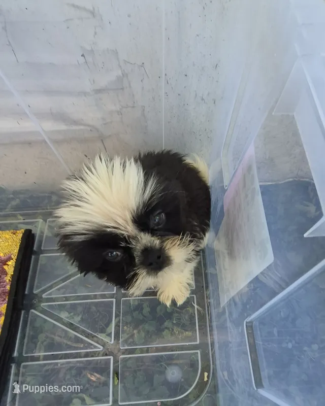 Ricky's boy 3 – Pomeranian, Shih Tzu puppy for sale in Momence, IL