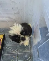 Ricky's boy 3, a male Pomeranian and Shih Tzu for sale in Momence, IL – 1 of 8