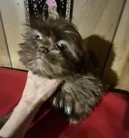 Chocolate girl, a female Shih Tzu for sale in Momence, IL – Photo 4 of 10