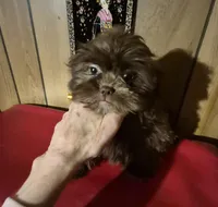 Chocolate girl, a female Shih Tzu for sale in Momence, IL – Photo 1 of 10