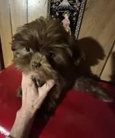 Chocolate girl, a female Shih Tzu for sale in Momence, IL – Photo 8 of 10